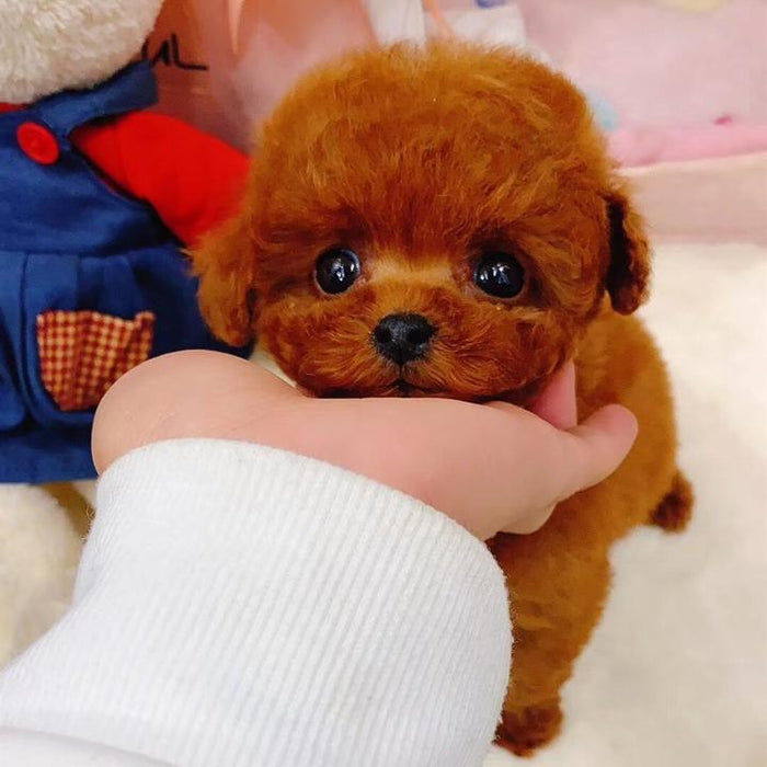 Realistic Teddy Dog Lucky