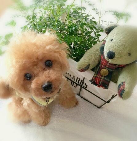 Realistic Teddy Dog Lucky